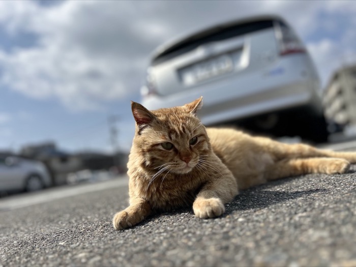 道路に寝そべる茶トラの野良猫の写真