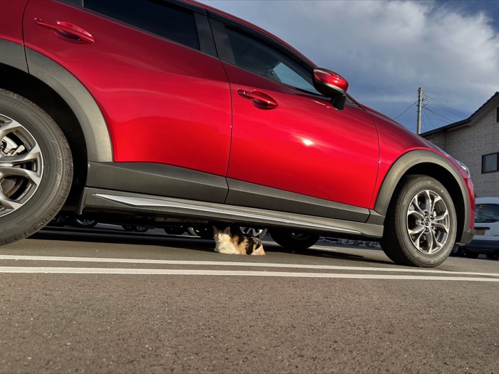赤い車の下からのぞく三毛猫の写真
