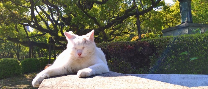 木陰の石の上でくつろぐ白猫の写真
